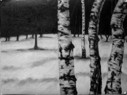 Birke, Wald, Schnee, Öl/Karton, 48 x 36 cm, 2008